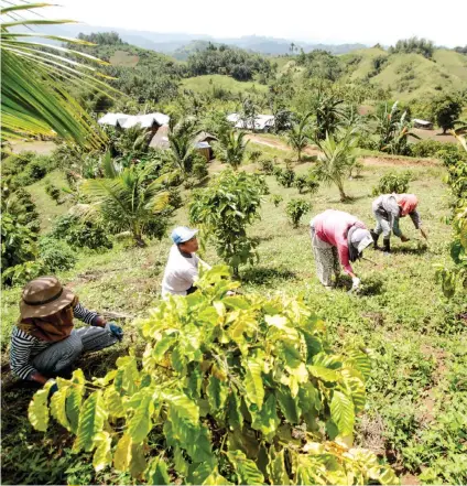  ??  ?? There’s room to grow. In Brazil, the world’s leading coffee exporter, coffee plantation­s span some 27,000 square kilometers, according to the Internatio­nal Coffee Organizati­on. Tuburan town has devoted 50 hectares to coffee in each of 16 barangays, for...