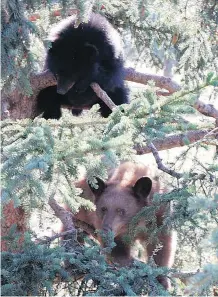  ?? COCHRANE ECOLOGICAL INSTITUTE. ?? Two orphaned black bear cubs are captured in a recent photograph taken by a trail camera.