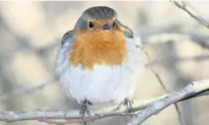  ??  ?? ●● A robin fluffed up against the winter cold