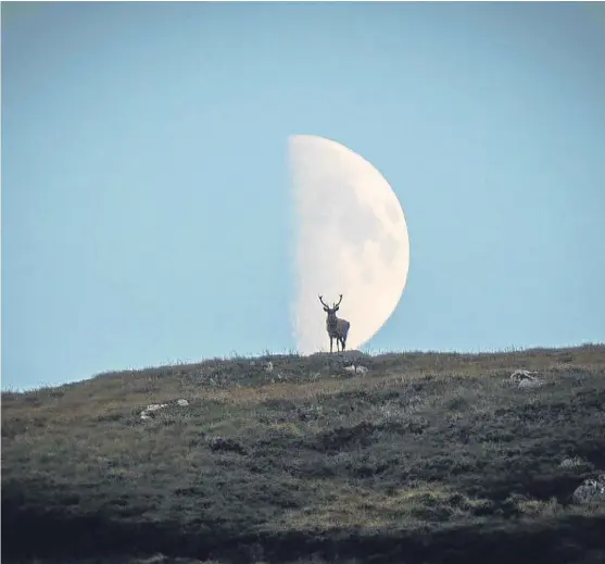  ??  ?? Amateur photograph­er Andy Leonard, 59, of Ellon, captured this stunning scene of a stag against the moon near Loch Muick on Deeside.