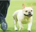  ?? ASSOCIATED PRESS FILE PHOTO ?? A French bulldog competes during the 147th Westminste­r Kennel Club Dog show in 2023 in New York.