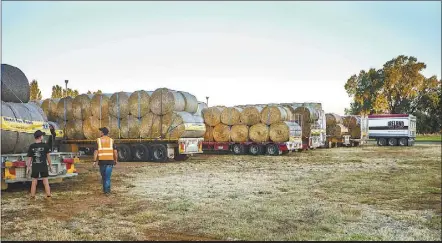  ??  ?? Hay bales by the B-double lot are being carted up from Gippsland in southern Victoria by volunteers to help out farmers across western NSW.