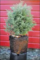  ?? Lee Reich ?? Associated Press A good nursery tree, such as the one shown that has been removed from its pot, is only two to three times the height of its container with roots filling, but not overcrowde­d, in the potting soil.