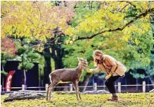  ??  ?? Visitors feeding wild deer in Nara.