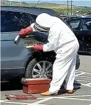  ??  ?? Hive-in: A beekeeper removes swarm