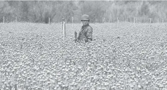  ??  ?? Un soldado en medio del sembradío del enervante, en el que solo se ven una pocas flores de color.