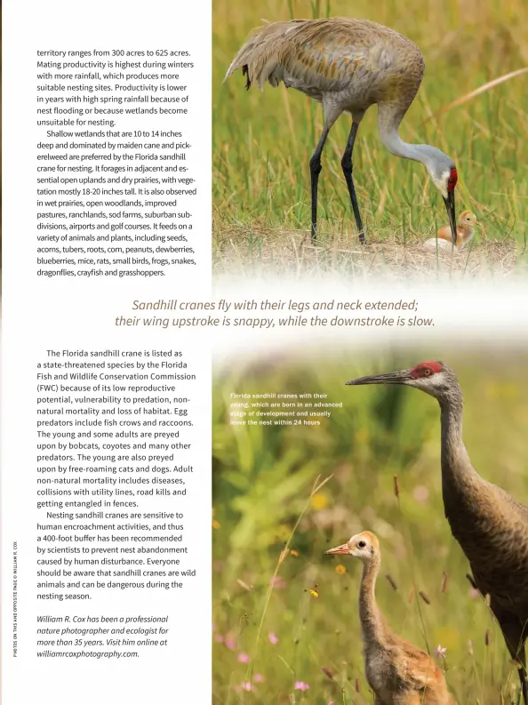  ??  ?? Florida sandhill cranes with their young, which are born in an advanced stage of developmen­t and usually leave the nest within 24 hours