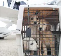  ??  ?? Labrador-mix puppies await a flight from Montgomery, Alabama, to Tampa, Florida.