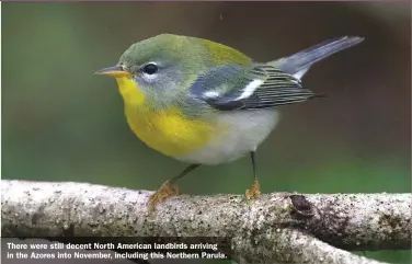  ??  ?? There were still decent North American landbirds arriving in the Azores into November, including this Northern Parula.
This Dark-eyed Junco in Iceland was remarkably discovered via webcam footage.
Caption