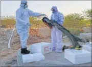  ?? HT PHOTO ?? Veterinary team members check a bird after the death of peacocks in Pali district.