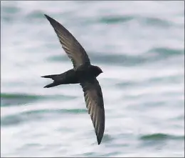  ?? PHOTO BY JARED CLARKE ?? The long, narrow wings and sharply notched tail are different than any other Newfoundla­nd bird. This extremely rare bird at Quidi Vidi Lake kept birders very warm all weekend.