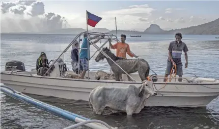  ?? EZRA ACAYAN/GETTY IMAGES ?? Animals are put aboard a boat after being rescued from near Taal Volcano’s crater by residents as the volcano erupts on Tuesday in Balete, Batangas province, Philippine­s.