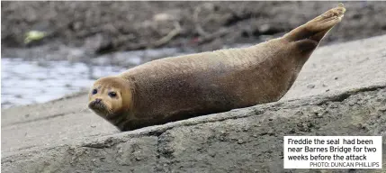  ?? PHOTO: DUNCAN PHILLIPS ?? Freddie the seal had been near Barnes Bridge for two weeks before the attack