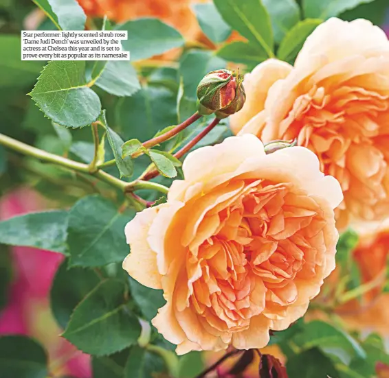  ??  ?? Star performer: lightly scented shrub rose ‘Dame Judi Dench’ was unveiled by the actress at Chelsea this year and is set to prove every bit as popular as its namesake