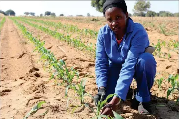  ?? Photo: Contribute­d ?? Major contributo­r… About 70% of Namibians depend on the agricultur­al sector due to its nature of creating various sources of income.