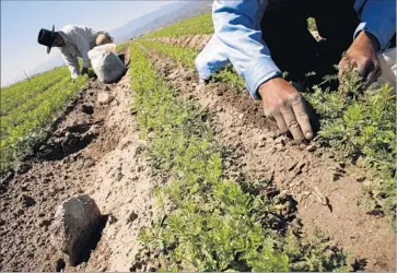  ?? Michael Robinson Chavez Los Angeles Times ?? A CALIFORNIA Superior Court judge ruled that United Farm Workers failed to pay two dozen organizers overtime and compensate them for meal time and other intervals over a span of more than four years.