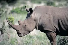  ?? | ARMAND HOUGH ?? AT LEAST 61 rhinos have been confirmed killed in KZN from January 1 to March 25 this year.