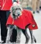  ??  ?? Domhnall, a six-year-old Irish wolfhound, is mascot for the Irish Guards, but soldiers say the dog should have been retired long ago