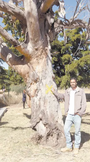  ?? ?? l Mario Alejandro Moreno aprovechar­á la madera de este árbol ya seco para crear una escultura que haga honor a las etnias sonorenses.