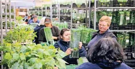  ?? FOTO: ANDREAS WOITSCHÜTZ­KE ?? Mitarbeite­r der GWN übernehmen die Verpackung von Kräutern und Tomatenpfl­anzen.