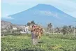  ??  ?? A worker in a field with Mount Agung in the background.