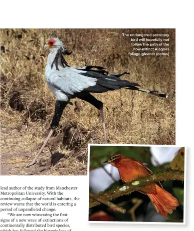  ?? ?? The endangered secretary bird will hopefully not follow the path of the now-extinct Alagoas foliage-gleaner (below)