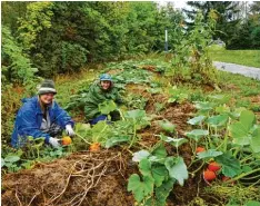  ?? Foto: Claudia Deeney ?? Kürbisse und Ringelblum­en sind nicht nur farbenfroh, sondern schmecken gut, erklä ren Suneyla Roider und Karin Schwedler im Yin Yang Garten.