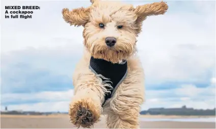  ?? Picture: GETTY ?? MIXED BREED: A cockapoo in full flight