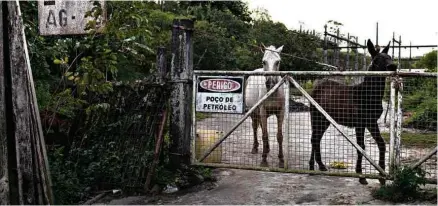  ?? Diego Padgurschi/Folhapress ?? Animais em área abandonada de poço de petróleo em Catu (Bahia); numero de sondas de exploração caiu de 14 para 4