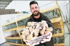  ??  ?? Davide Merlino, one of the owners of the snail farm ‘La Lumaca Madonita’ which produces snail caviar (or escargot pearls), shows snails on Nov 10, in
Campofelic­e di Roccella near Palermo, Sicily. (AFP)