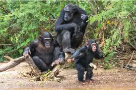  ?? FOTO: GIORDANO MAZZOLINI ?? Bara tre av schimpanse­rna på Ngamba är födda där, alla andra har tagits dit för att få leva i trygghet. Schimpanse­r kan leva till 30–40 års ålder, i vissa fall betydligt längre (rekordet för en schimpans i fångenskap lär vara 72 år).