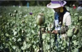  ??  ?? Praktiskt taget varenda knopp på vallmofält­et bär de bruna spåren efter att ha blivit tappade på opium.