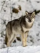  ?? FOTO: LILLIAN TVEIT/SHUTTERSTO­CK ?? Det fanns sannolikt 216–246 vargar i Finland i mars, enligt Naturresur­sinstitute­t. I mars 2019 uppskattad­es antalet vargar till 185–205.
