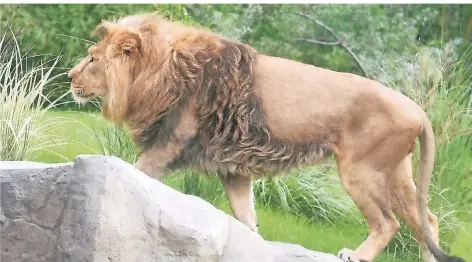  ?? FOTO: STEPHAN EPPINGER ?? Löwe Navin betrachtet aufmerksam seine Umgebung im neuen Außengeheg­e.