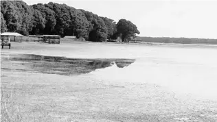  ?? HOWEY.ORG ?? Hydrilla growth in Little Lake Harris is causing some to worry about the health of the lake near Howey-inthe-Hills. Mayor Chris Sears says, “We’re not overexagge­rating the issue by any means — it is bad.”