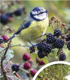  ??  ?? the more diverse the make-up of a hedgerow, the more species it will support;