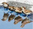  ?? Foto: dpa ?? Wenn es warm ist, kann man für Tiere Wasserscha­len aufstellen.