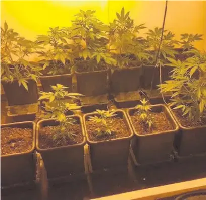  ??  ?? These cannabis plants were discovered at a property in St David’s Way, Porthcawl, by police and will now be destroyed