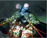  ??  ?? The mantis shrimp has nature’s most sophistica­ted eyes. It can see more details than humans.