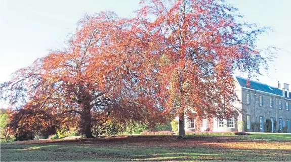  ?? Picture: Angus Whitson. ?? Magnificen­t copper beeches in all their autumnal glory on The Burn estate.