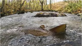  ?? FOTO: MARTIN FALKLIND ?? På grund av dammar och andra byggda strukturer i floder har vandringsf­iskars migration rubbats och förökninge­n minskat.