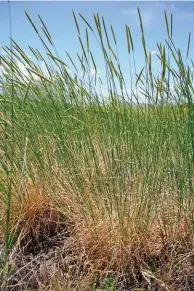  ?? FOTO: HELGA VAN DER MERWE ?? Roggras, wat natuurlik in sekere dele in die Roggeveld voorkom, is baie smaaklik. Dit is moeilik om te hervestig omdat dit omgewingsp­esifiek is, koue en nattigheid wil hê en vatbaar is vir roes.