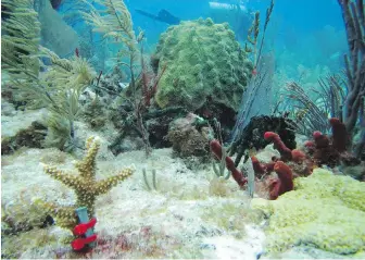  ??  ?? The transplant­ed, nursery-grown coral replaces coral that has died due to bleaching and other effects of climate change.