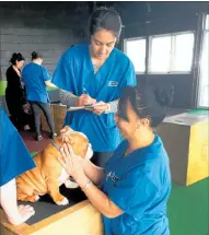  ??  ?? Centre of Veterinari­an Nursing students Avana Pohe and Nicole Tipu (kneeling) in action during a Patu pet health check at a Patu Aotearoa gym.