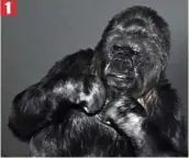  ??  ?? ‘I AM GORILLA’: Koko begins her message
1