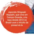  ??  ?? Japonês Shigeaki Hayashi, que vive em Campo Grande, cria raça desde 2012 no Brasil com o intuito de
preservá-la