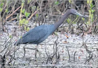  ?? BRUCE MACTAVISH PHOTO ?? A rare little blue heron at home in a wetland off Higgins Line in St. John’s carefully stalks the shallows for small fish and frogs