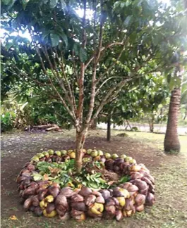  ??  ?? Fig. 6. The secret of the productivi­ty of Darlene Sumastre’s fruit farm is intercropp­ing it with tall coconut trees. Her 72 year-old mother ensures that the plants are provided with adequate weeding, mulching, fertilizat­ion, irrigation, and pruning.