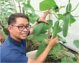  ??  ?? CUCUMBER FROM EAST-WEST SEED – Agricultur­e Undersecre­tary Arnel De Mesa of the Department of Agricultur­e poses with the beautifull­y fruiting cucumber showcased in the Atisco Farm during the harvest festival. He was one of the early visitors on November...