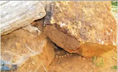  ??  ?? Be careful when stepping over logs or rocks. A snake may be hiding beneath it.